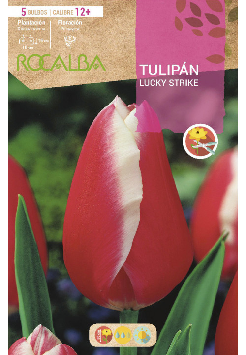 TULIPAN LUCKY STRIKE -ROJO BORDE BLANCO-