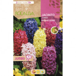 JACINTOS JUMBO -MEZCLA DE COLORES