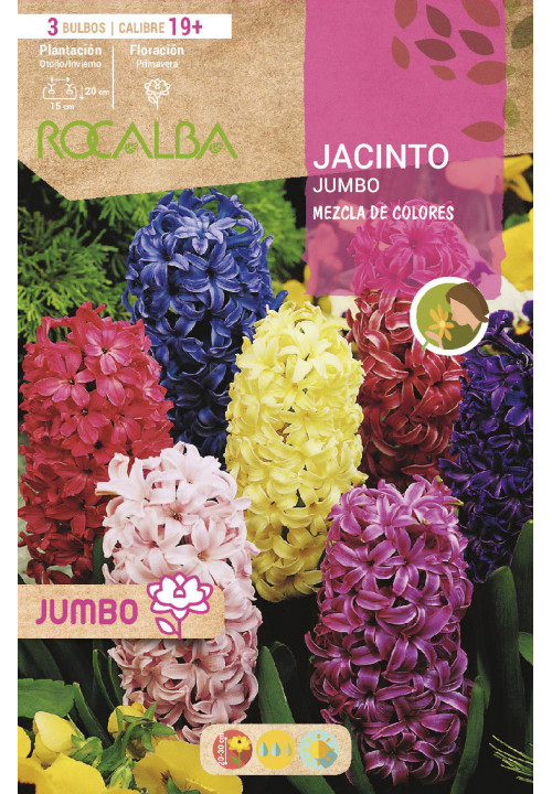 JACINTOS JUMBO -MEZCLA DE COLORES