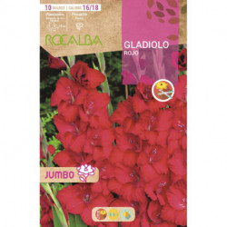 GLADIOLOS JUMBO -ROJO