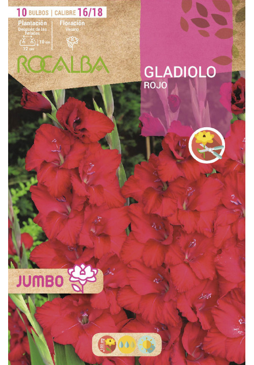 GLADIOLOS JUMBO -ROJO