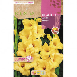 GLADIOLOS JUMBO -AMARILLO