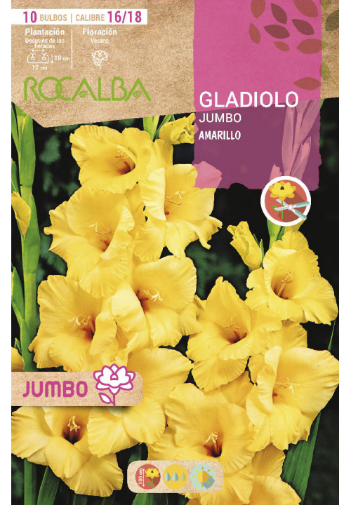 GLADIOLOS JUMBO -AMARILLO