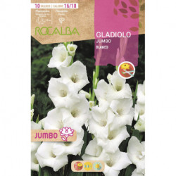 GLADIOLOS JUMBO -BLANCO