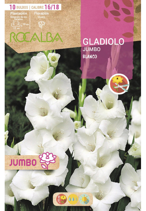 GLADIOLOS JUMBO -BLANCO