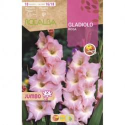 GLADIOLOS JUMBO -ROSA