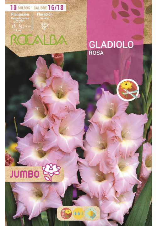 GLADIOLOS JUMBO -ROSA