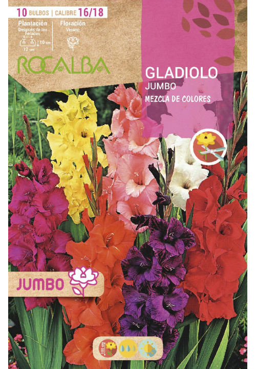 GLADIOLOS JUMBO -MEZCLA DE COLORES