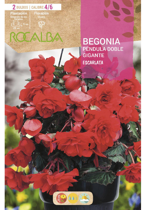 Casa y jardín MEZCLA DE COLORES BULBOS DE PRIMEVERA BEGONIA PENDULA DOBLE  GIGANTE Artículos para casa, jardín y bricolaje ST2899202