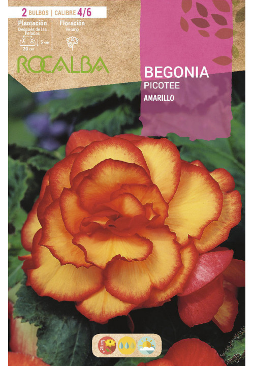 BEGONIAS, BEGONIA TUBEROSA