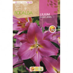 SUGAR JEWEL -ROSA FUERTE