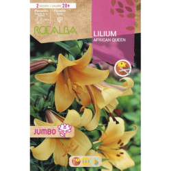 LILIUM JUMBO -AMARILLO