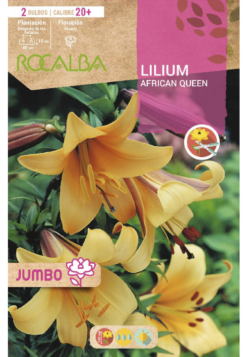 LILIUM JUMBO -OCRE