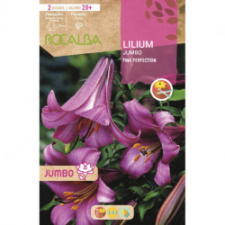 LILIUM JUMBO -ROSA