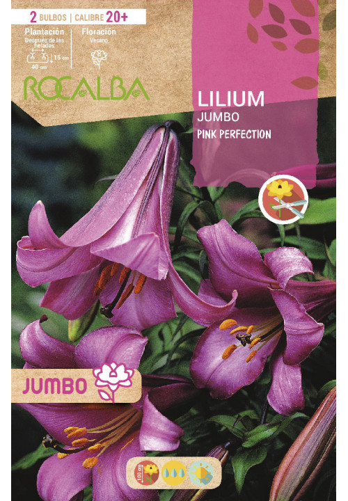 LILIUM JUMBO -ROSA