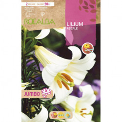 LILIUM JUMBO -BLANCO