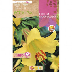 LILIUM JUMBO -AMARILLO