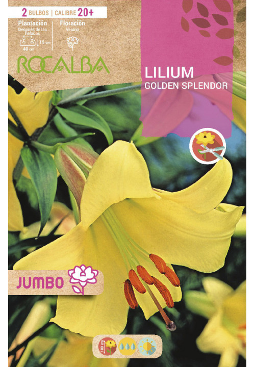 LILIUM JUMBO -AMARILLO