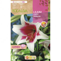 LILIUM JUMBO -BLANCO Y ROJO