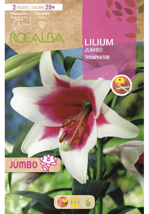 LILIUM JUMBO -BLANCO Y ROJO