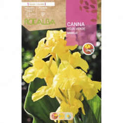 CANNAS -AMARILLO