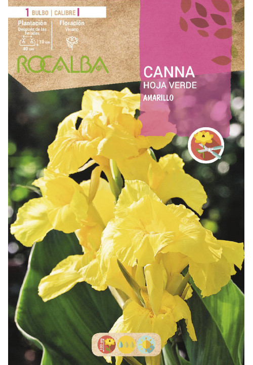 CANNAS -AMARILLO