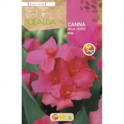 CANNAS -ROSA