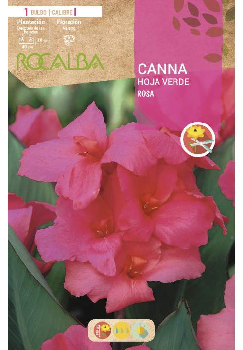 CANNAS -ROSA