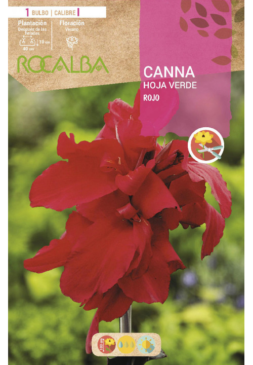 CANNAS -ROJO