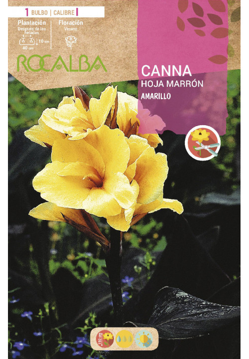 CANNAS -AMARILLO