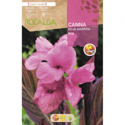 CANNAS -ROSA