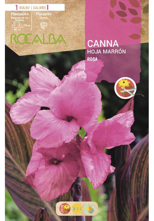 CANNAS -ROSA