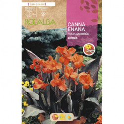 CANNAS ENANAS -NARANJA