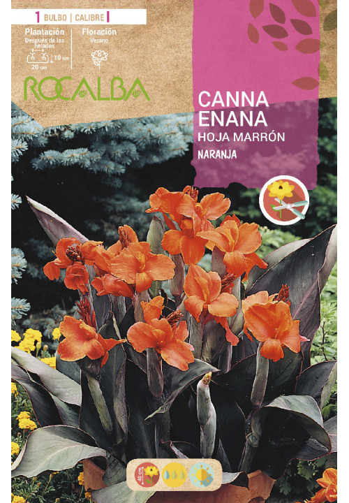 CANNAS ENANAS -NARANJA