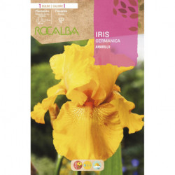 IRIS -AMARILLO