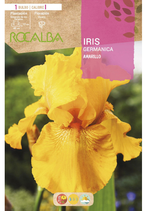 IRIS -AMARILLO