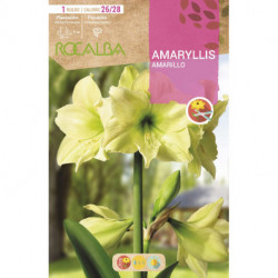 AMARYLLIS -AMARILLO