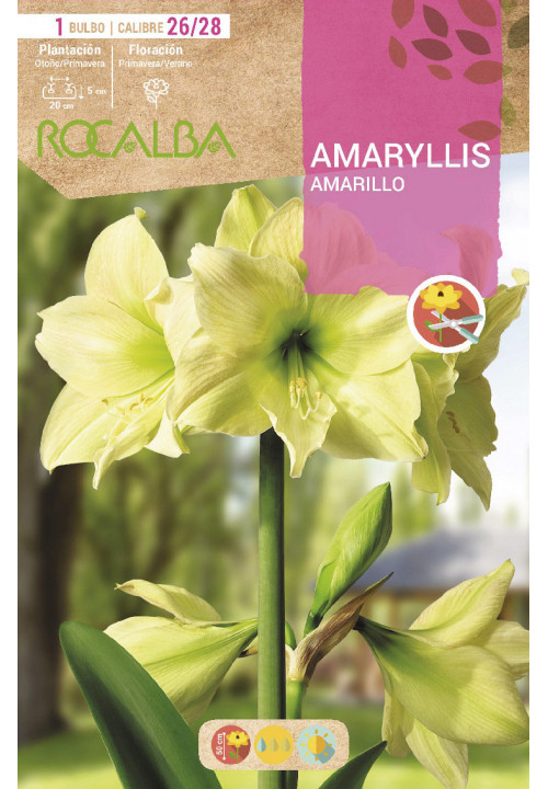 AMARYLLIS -AMARILLO