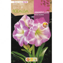 AMARYLLIS -ROSA SUAVE