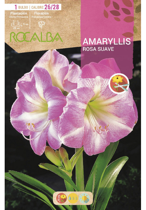 AMARYLLIS -ROSA SUAVE