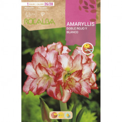 AMARYLLIS -DOBLE ROJO Y BLANCO