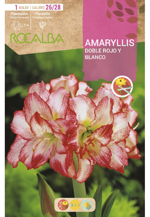 AMARYLLIS -DOBLE ROJO Y BLANCO