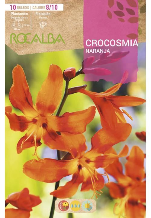 CROCOSMIA -NARANJA