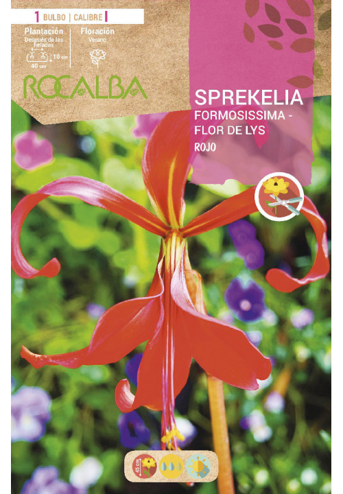 SPREKELIA FORMOSISSIMA -ROJO