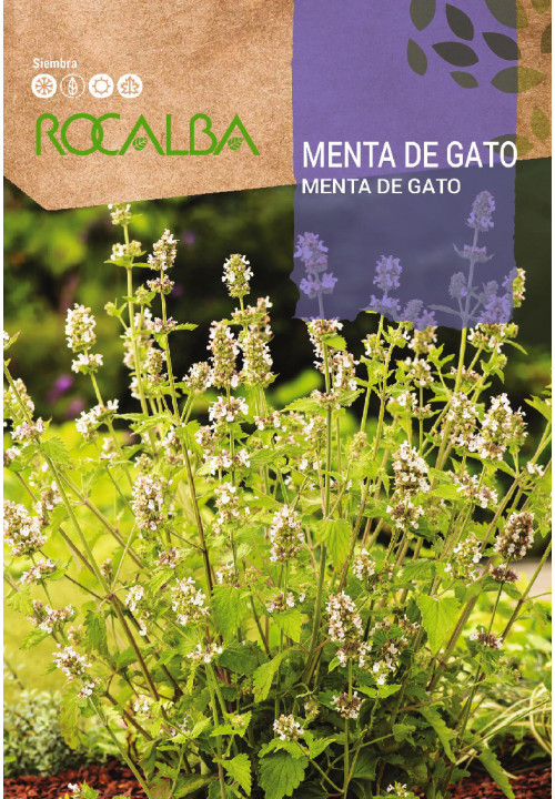 MENTA de Gato