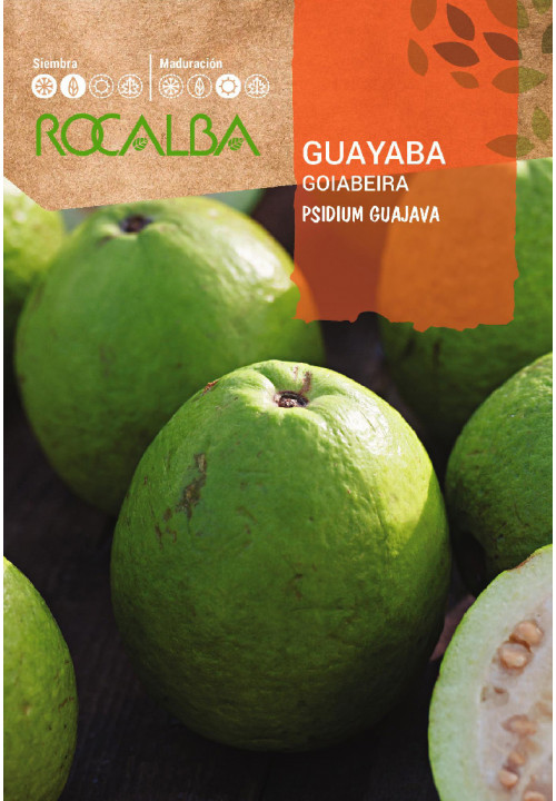 GUAYABA