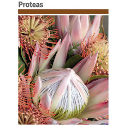 Catálogo proteas