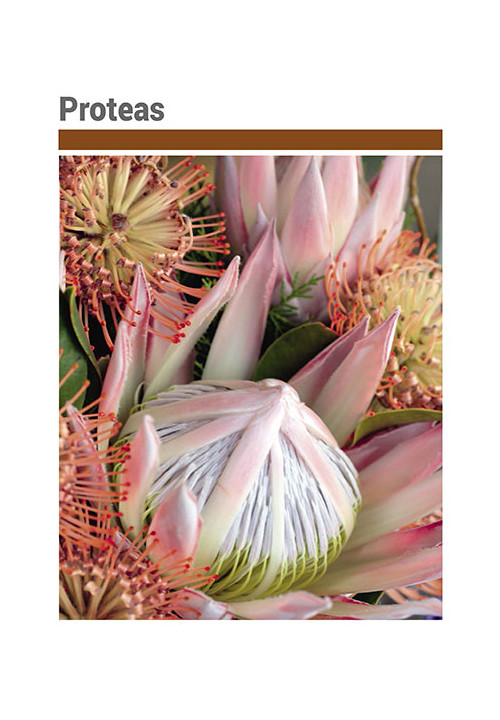 Catálogo proteas