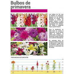 Spring bulbs catalogue