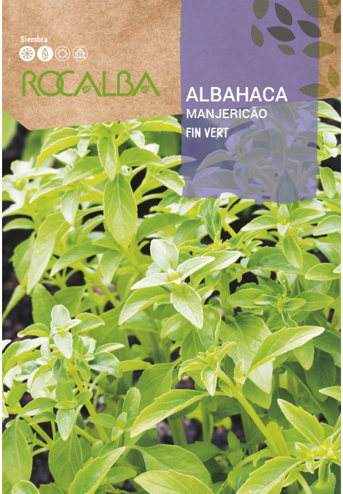 ALBAHACA FIN VERT